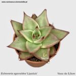 Echeveria agavoides 'Lipstick'