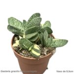 Gasteria gracilis form. variegata