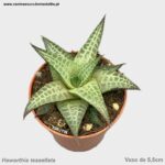 Haworthia tessellata