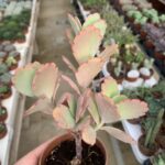 Kalanchoe fedtschenkoi