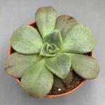 Aeonium nobile x leucoblepharum