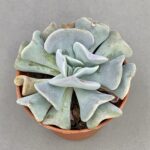 Echeveria cubic frost