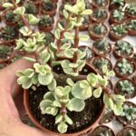 Portulacaria afra variegata