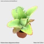 Kalanchoe daigremontiana
