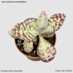 Kalanchoe humilis