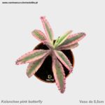Kalanchoe pink butterfly