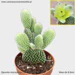 Opuntia microdasys var. albispina