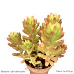 Sedum rubrotinctum
