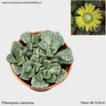 Titanopsis calcarea