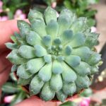 Echeveria rundelli