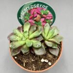 Anacampseros rufescens 'red passion'