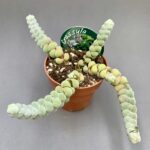 Crassula plegmatoides