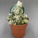 Crassula ‘Ivory Pagoda’