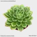 Echeveria cremeria chubs