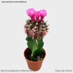 Gymnocalycium mihanovichii roxo