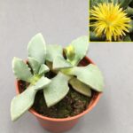 Carruanthus peersii