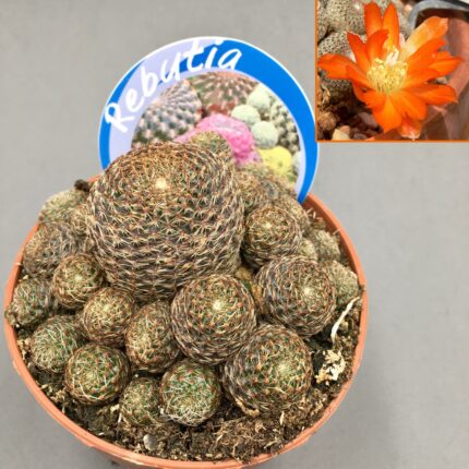 Rebutia