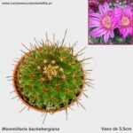Mammillaria backebergiana