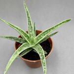 Gasteraloe 'white wings'
