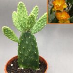 Opuntia tomentosa