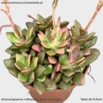 Anacampseros rufescens form. variegata