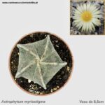 Astrophytum myriostigma