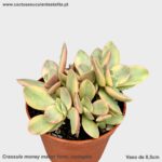 Crassula money maker form. variegata