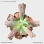 Echeveria linguas