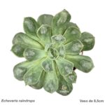 Echeveria raindrops