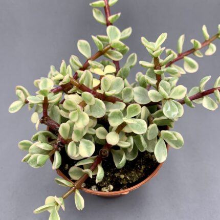 Crassula