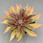 Echeveria lutea