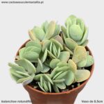 kalanchoe rotundifolia