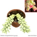 Sedum morganianum 'burrito'