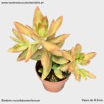 Sedum nussbaumerianum