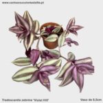 Tradescantia zebrina ''Violet Hill'