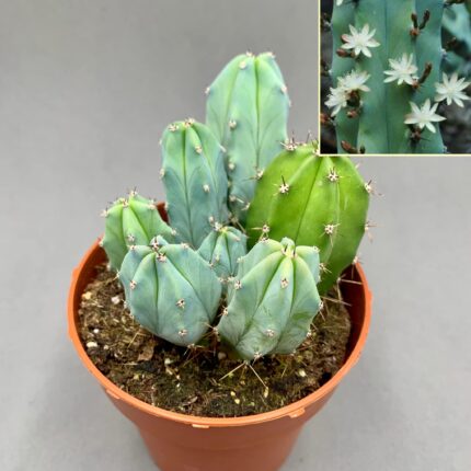 Myrtillocactus