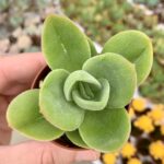 Crassula argyrophylla var. swaziensis