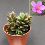 Anacampseros telephiastrum