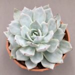 Echeveria subsessilis