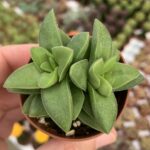 Crassula talisman