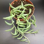 Senecio radicans