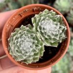Sempervivum arachnoideum