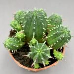 Euphorbia meloformis