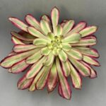 Aeonium Mardi Gras