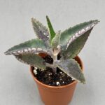 Kalanchoe zebrina