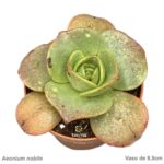 Aeonium nobile