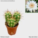Cereus coryne