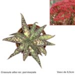 Crassula alba var. parvisepala