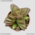 Crassula benjamim