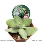 Crassula cotyledonis